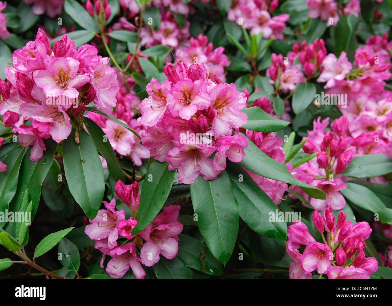 Rhododendron duc de York, Rhododendron duc de York Banque D'Images