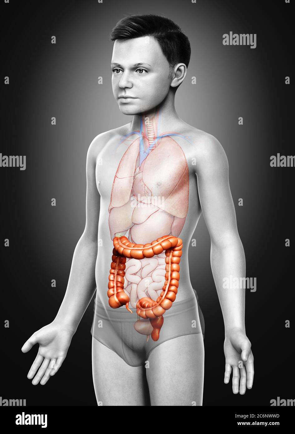 illustration médicale précise de l'anatomie du gros intestin du garçon rendue en 3d Banque D'Images