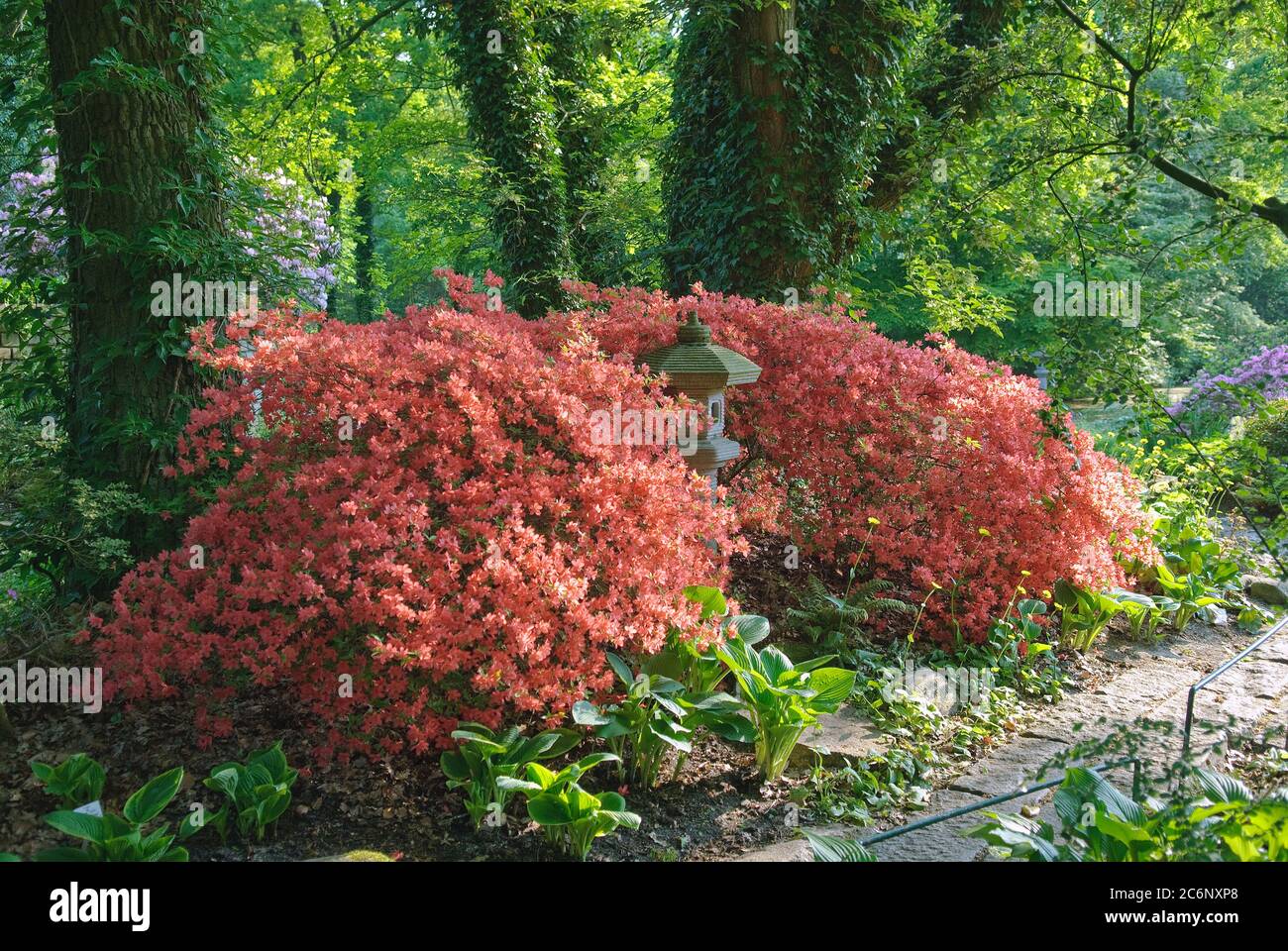 Japon-Garten Rhododendron obtusum, Japan Garden Rhododendron obtusum Banque D'Images