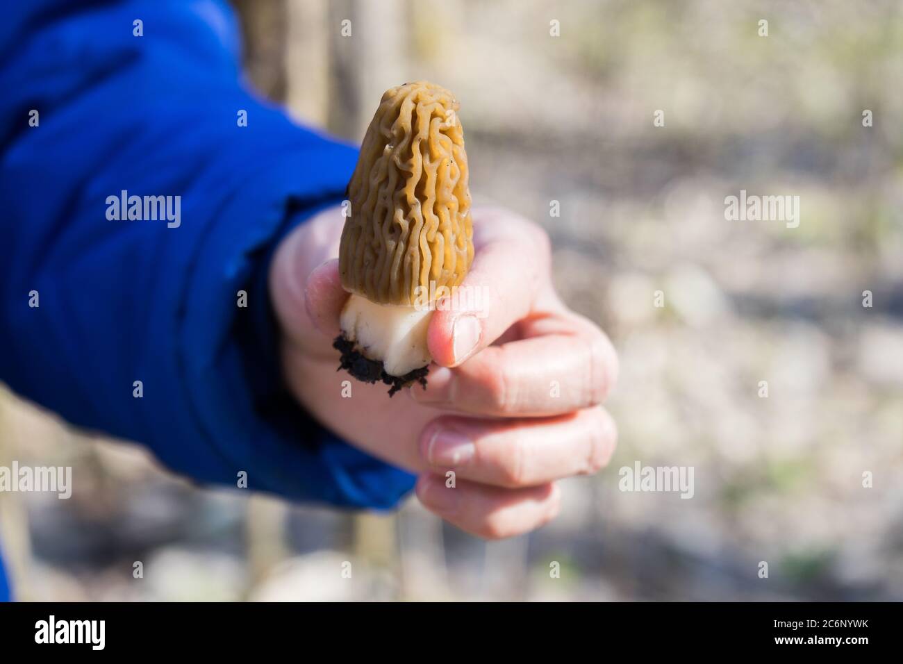 Morchella champignon dans la main. Assortiment de morilles. Banque D'Images
