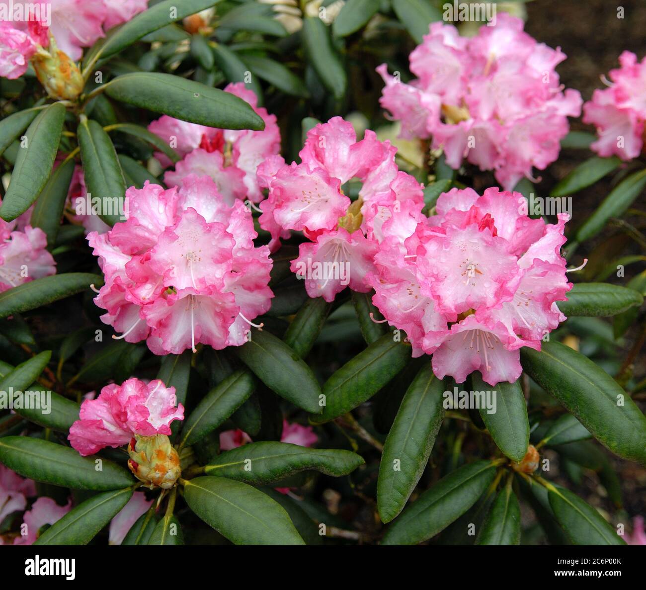 Rhododendron yakushimanum Emanuela, Rhododendron yakushimanum Emanuela Banque D'Images