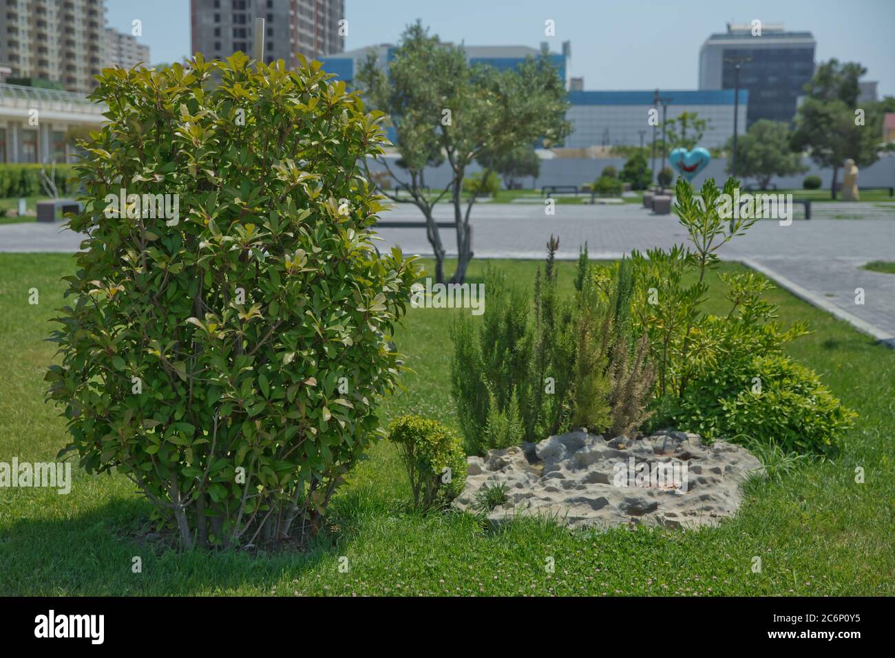 Plantes de romarin vert Rosmarinus officinalis ou Salvia rosmarinus dans le parc. Mise au point sélectionnée. Gros plan sur les feuilles d'herbes de romarin frais. Banque D'Images