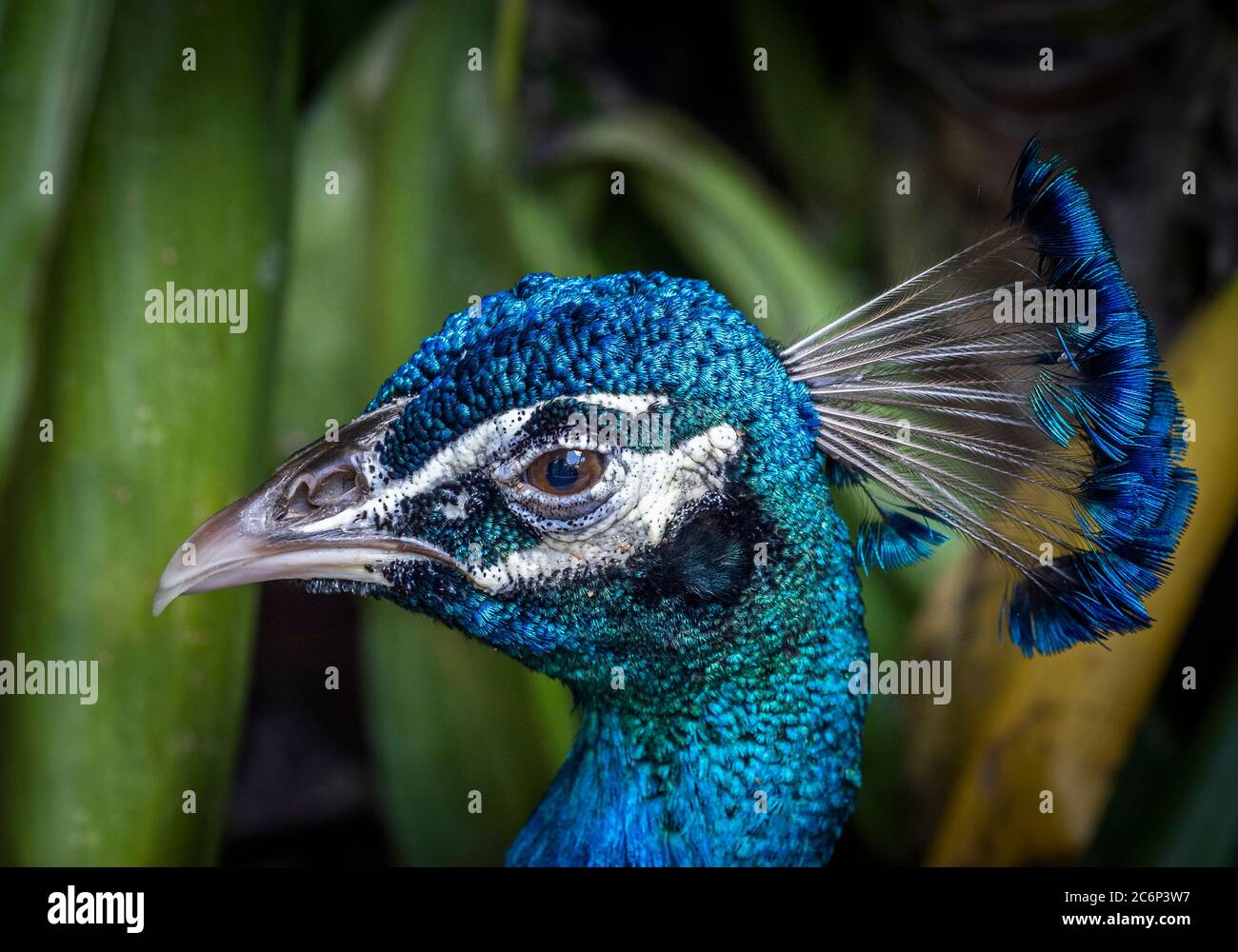 Gros plan de la tête de Peacock Banque D'Images