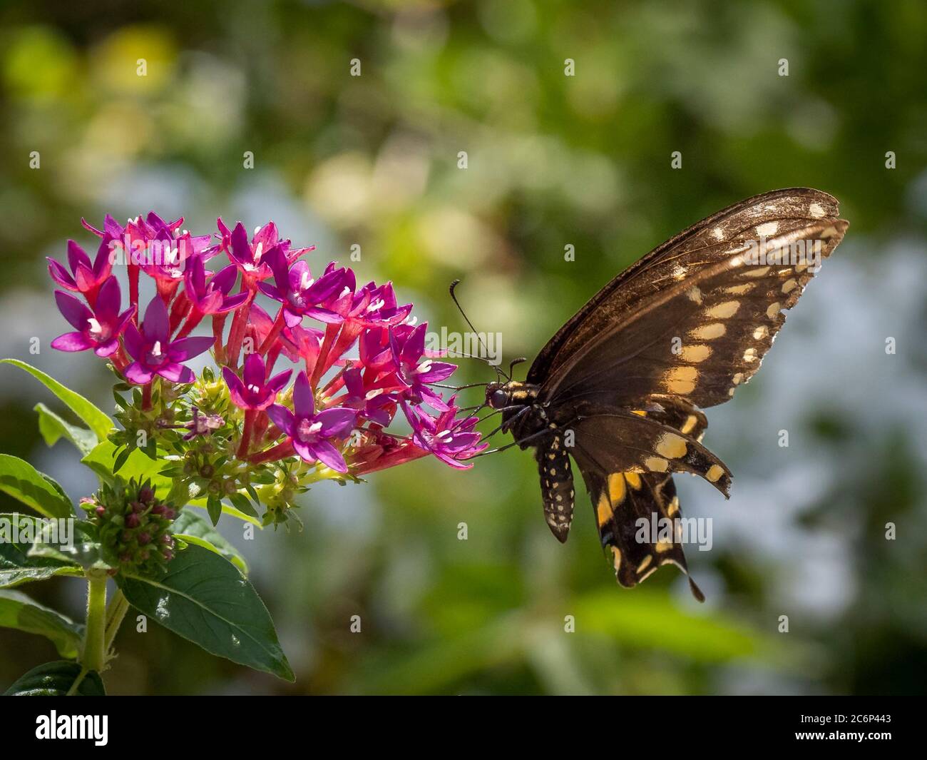 Papillon sur fleur rouge dans le jardin, Banque D'Images Papillon sur fleur rouge dans le jardin, Banque D'Images