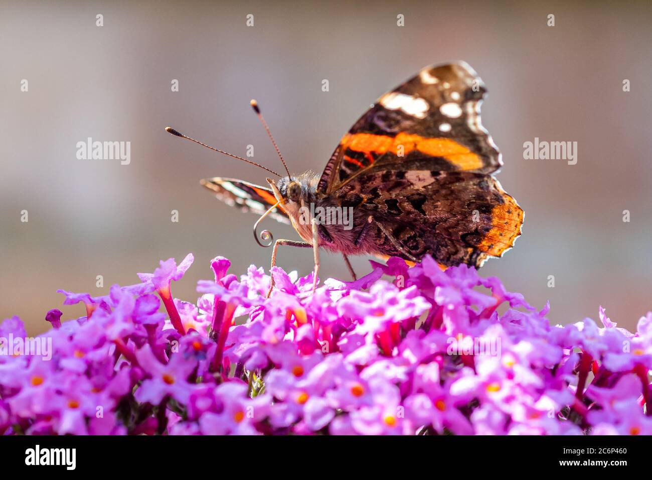 Pointes de fleurs violettes sur un buisson Buddleia dans un jardin du Hampshire. Également appelé le buisson papillon, la plante attire un amiral rouge pour se nourrir. Juillet, Angleterre. Banque D'Images