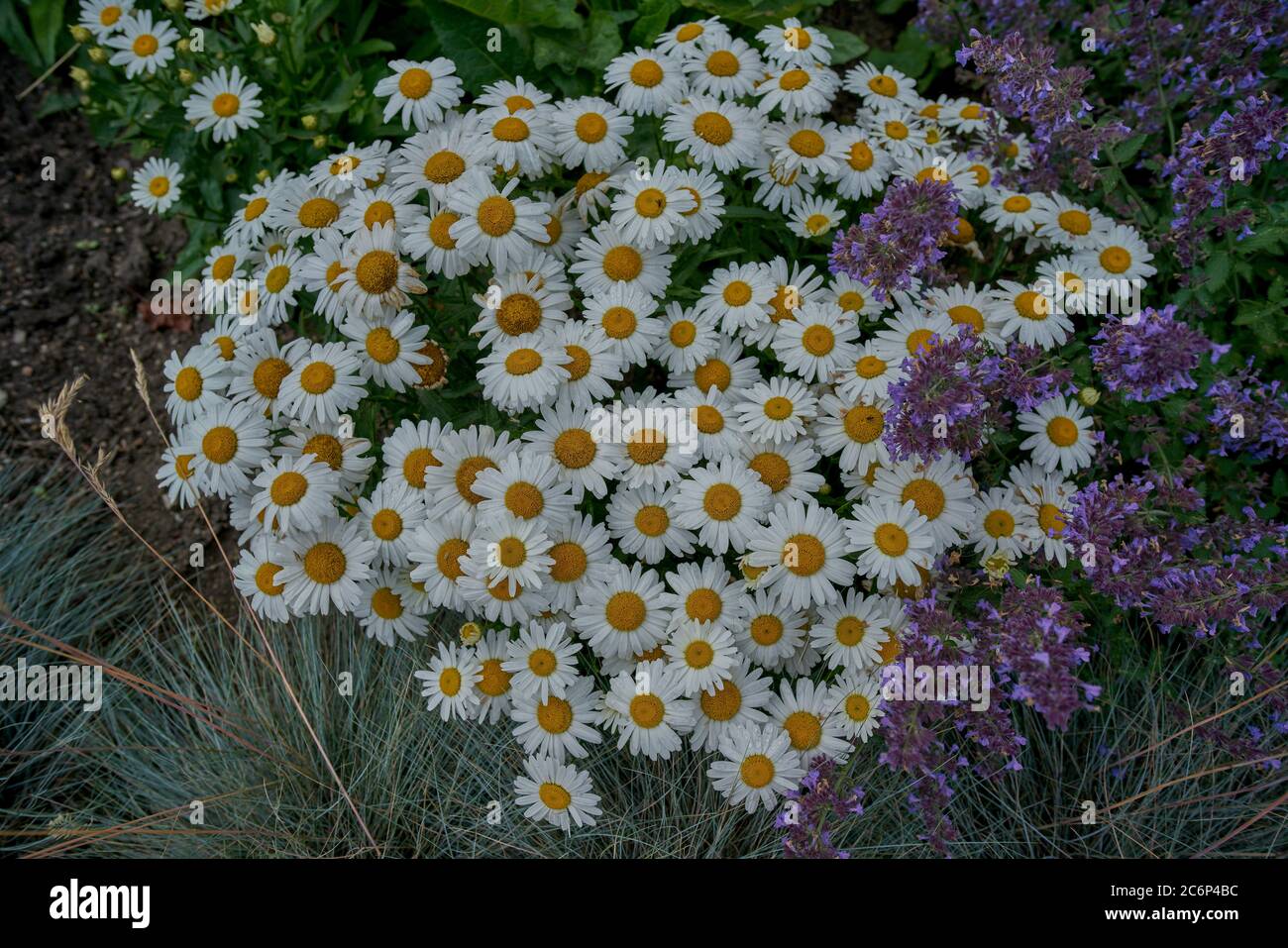 Leucanthemum vulgare, communément connu sous le nom de marguerite blanche, oxeye daisy, daisy chien Banque D'Images