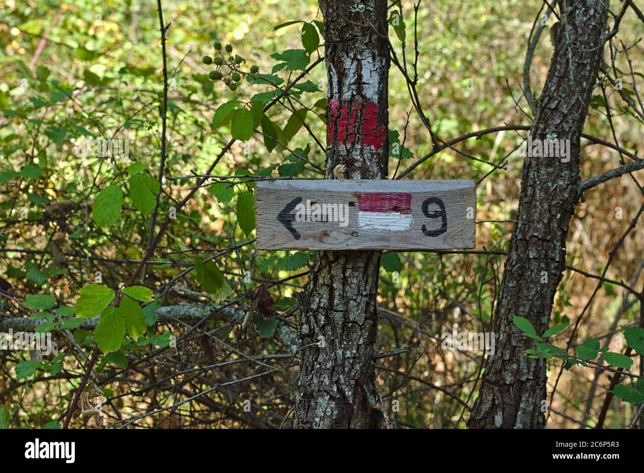 Panneau de sentier de montagne dans les bois de Chianti, numéro 9 Banque D'Images