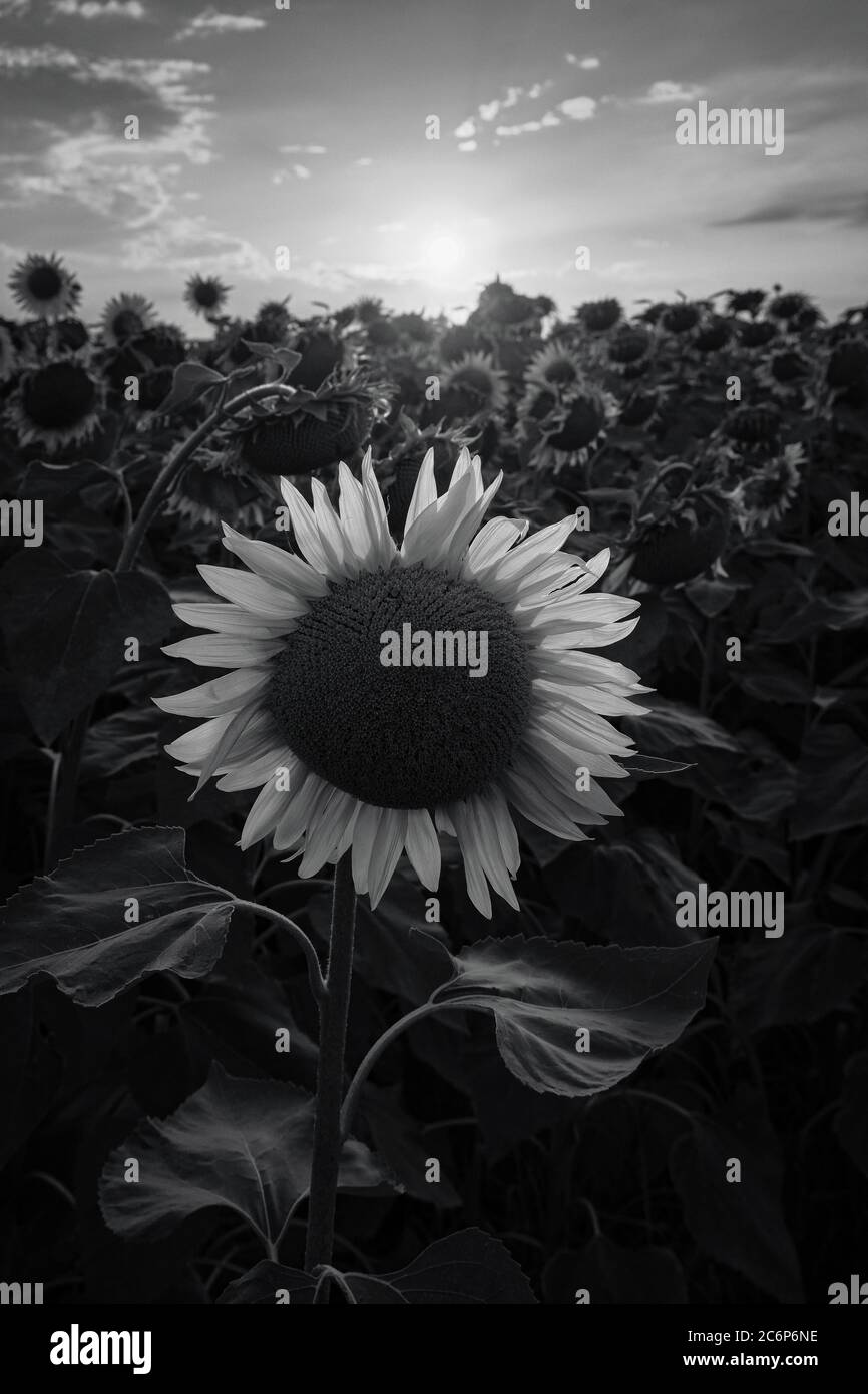 Photo en noir et blanc de Helianthus annuus tournesol fleuries. Milan photo rurale verticale. Champ agricole de tournesols au coucher du soleil Banque D'Images