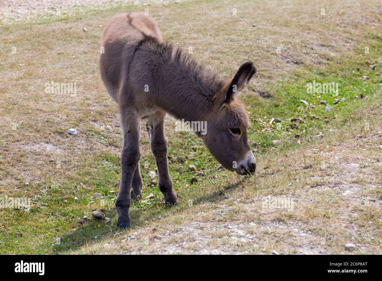 Bebe Ane Broutant Banque D Image Et Photos Alamy