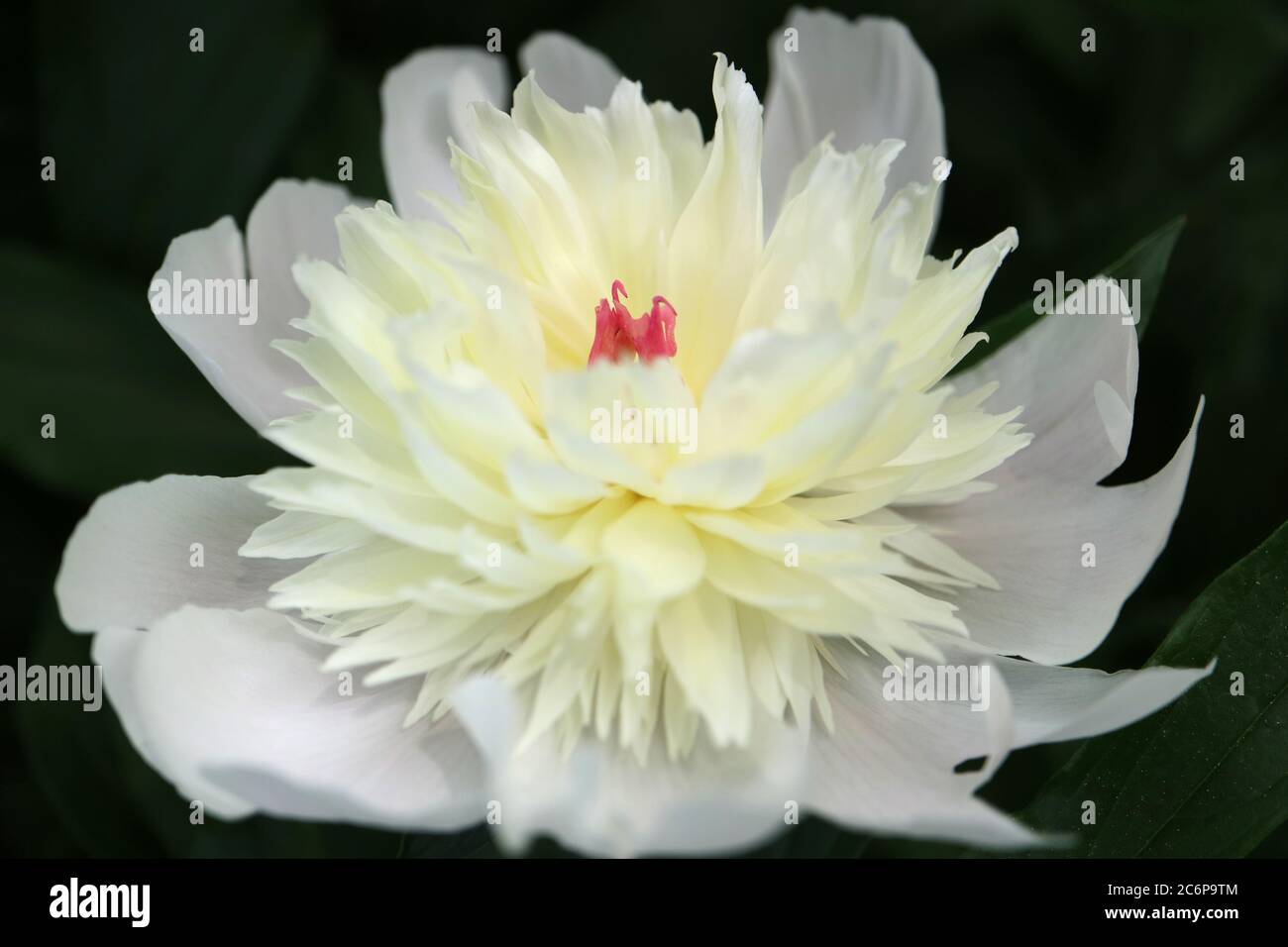 Pivoine blanche avec pétales délicats et feuilles vertes dans le jardin, fleurs de printemps blanches macro, tête de fleur macro, photo florale, macro photographie, stock Banque D'Images