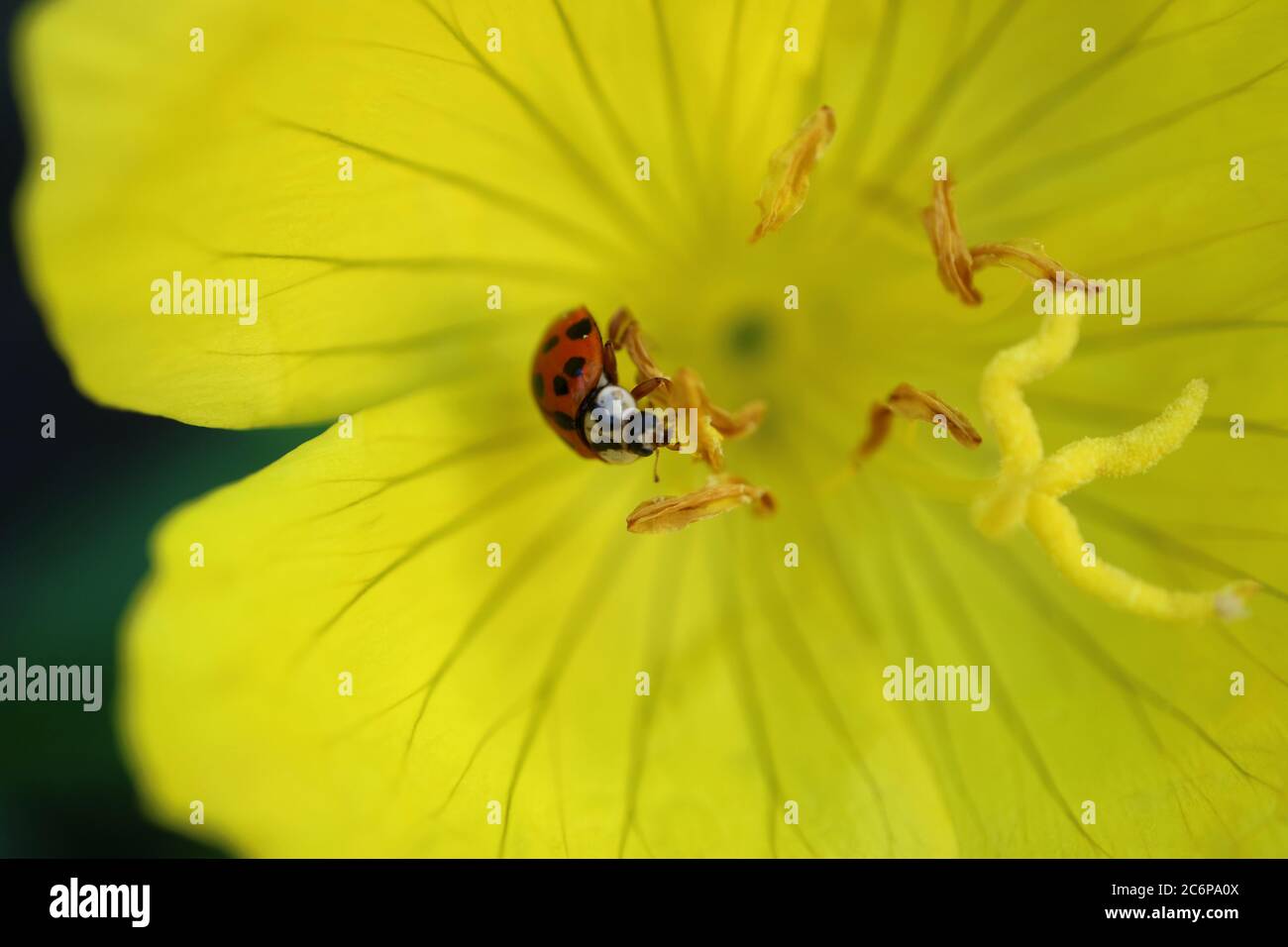 Coccinelle rouge sur les étamines de fleurs jaunes dans le jardin, coccinelle rouge sur la macro de fleurs jaunes, insecte sur la fleur, insecte de la faune, photo florale, photographie macro, Banque D'Images