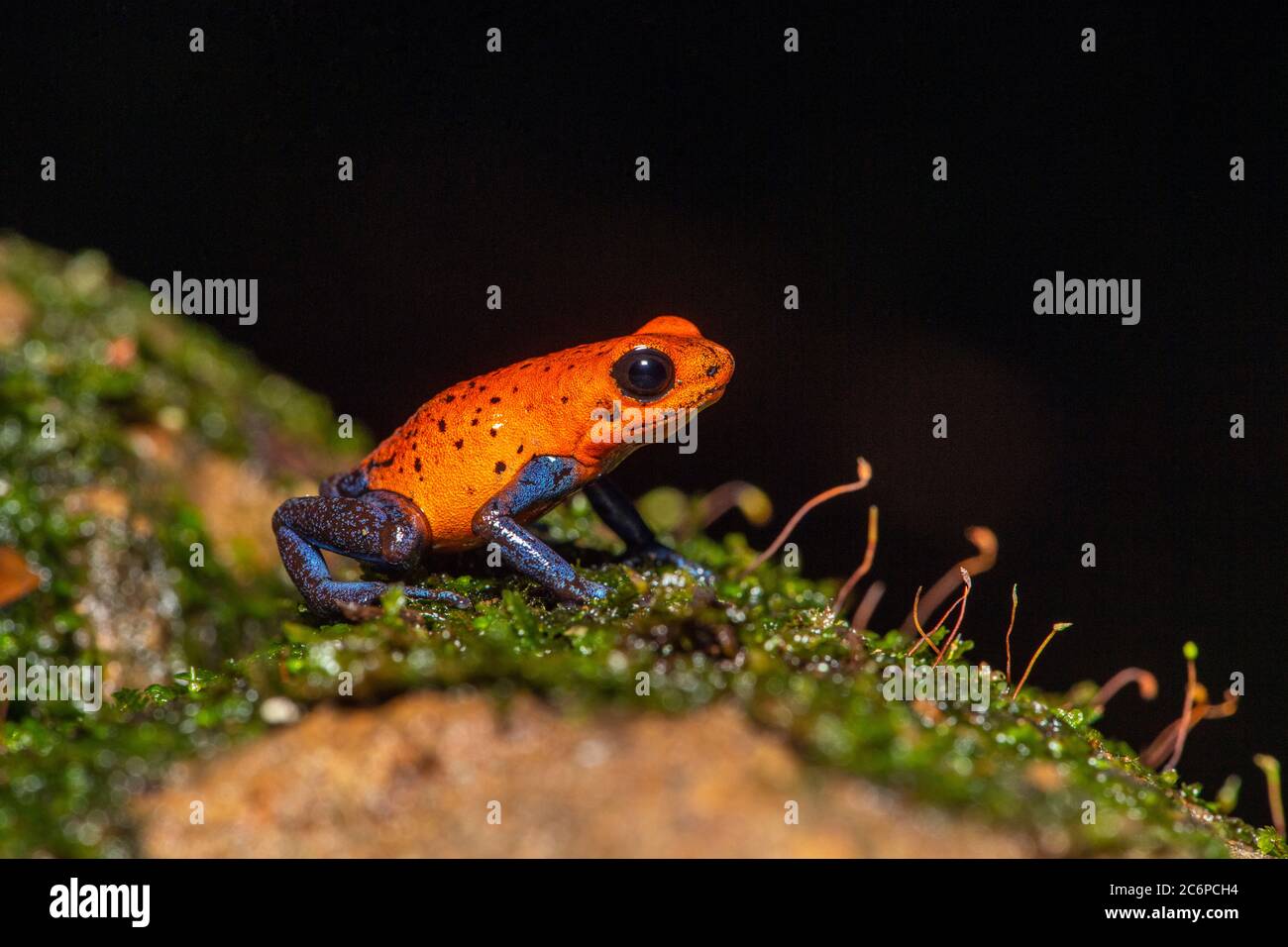 Blue-jeans grenouille ou fraise poison-dart grenouille (Dendrobates pumilio), Frogs Heaven, Limon, Costa Rica Banque D'Images
