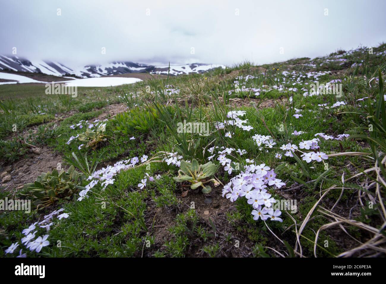 Fleurs sauvages qui fleurissent au début de l'été sur un fond de montagnes qui disparaissent en nuages bas Banque D'Images