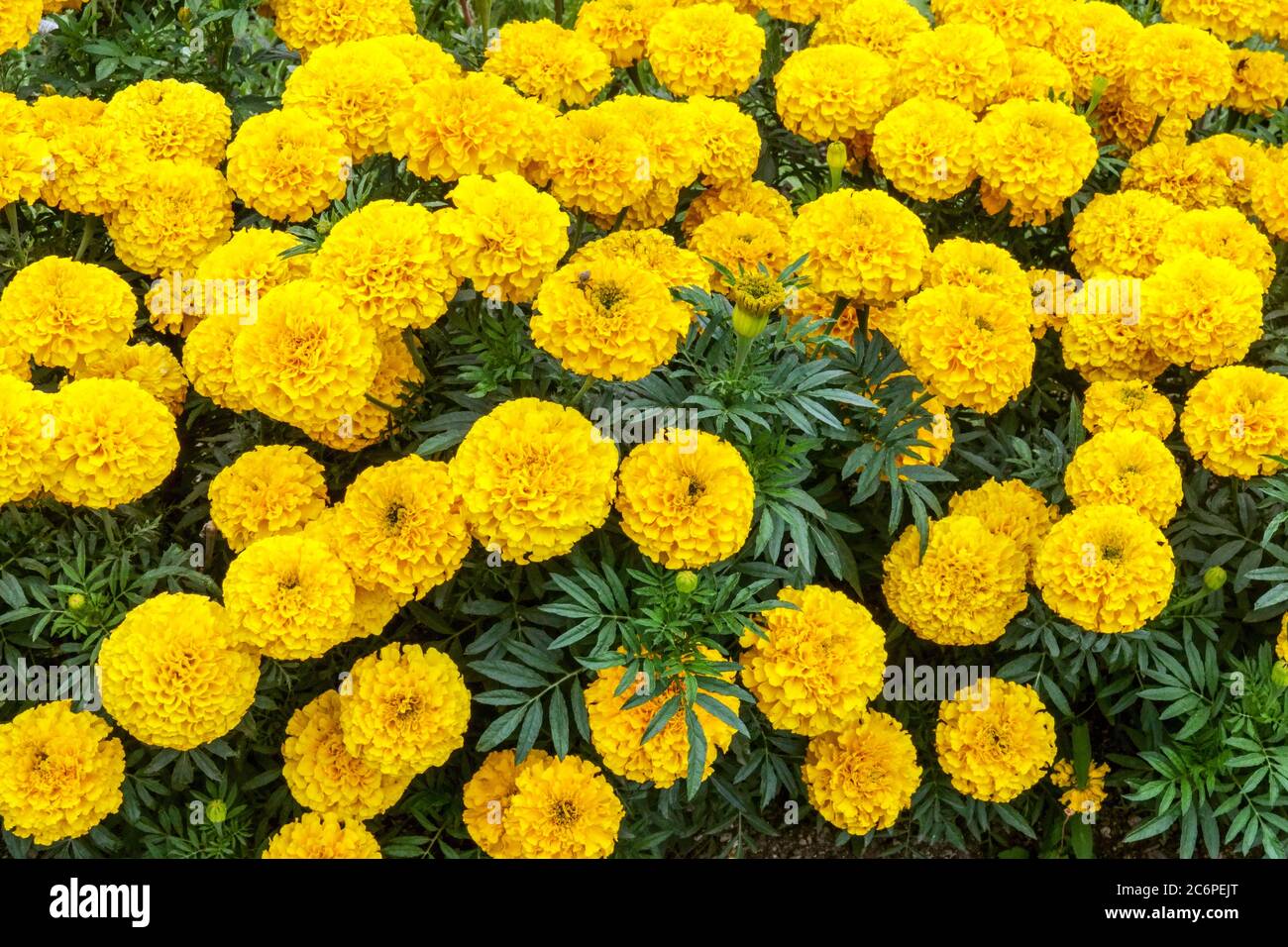 Yellow Marigold Tagetes 'Gold Lady Tagetes erecta African Marigolds Bedding plants Yellow Tagetes Summer Garden Flowerbed Flowering Flowers Flower Bed Banque D'Images