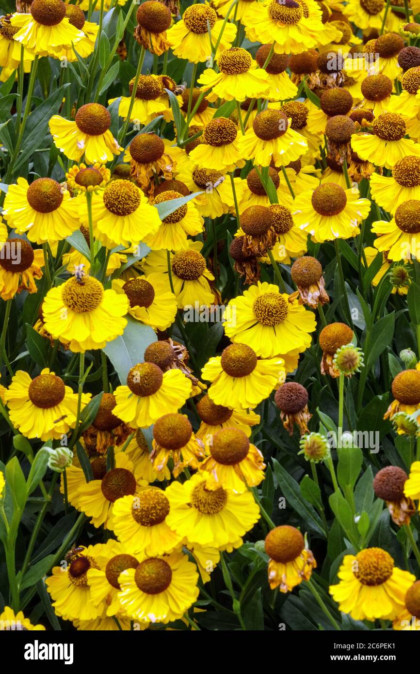 Helenium El dorado, un éternuement jaune Banque D'Images