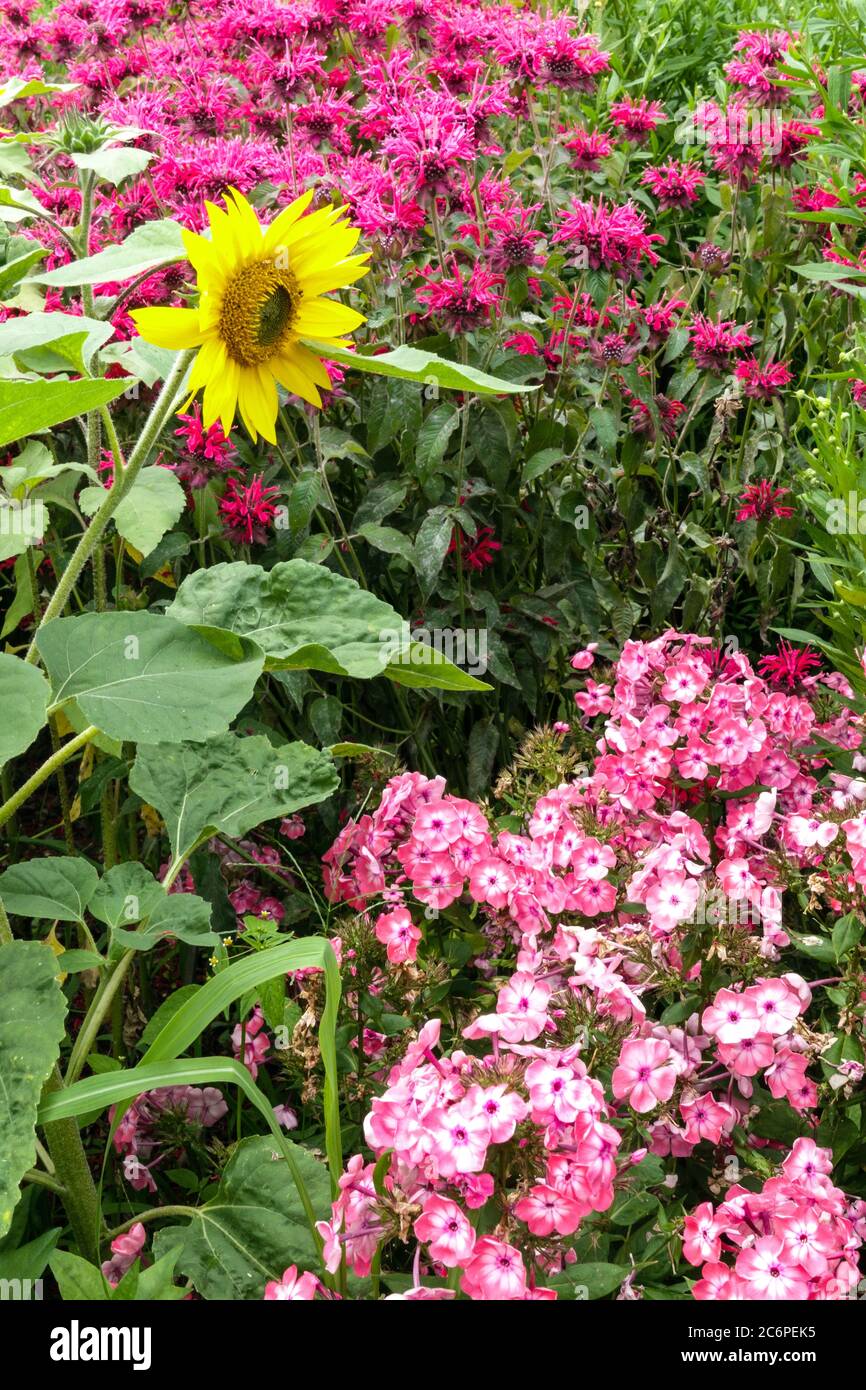Lit de fleurs de jardin tournesol rose phlox monarda, plantes vivaces à litière fleur de jardin Banque D'Images