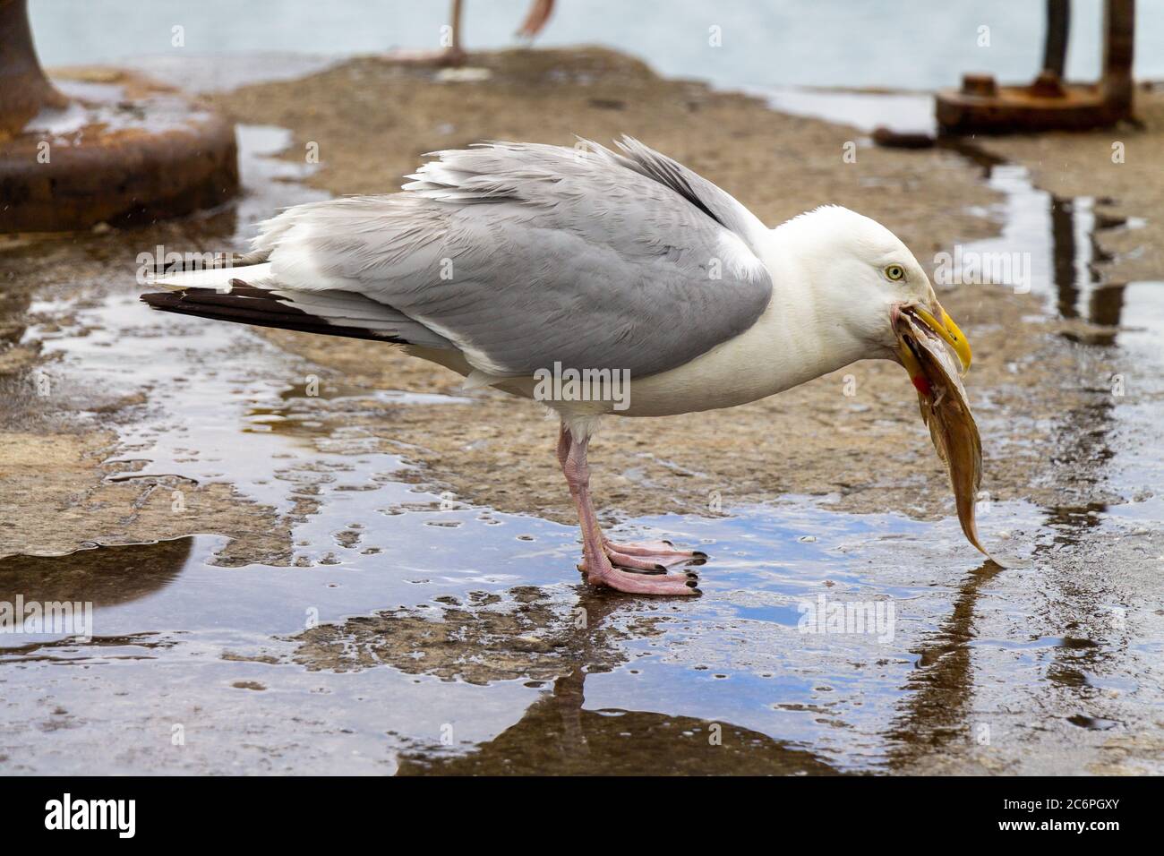 Goéland argenté Larus argentatus avalant des poissons morts Banque D'Images