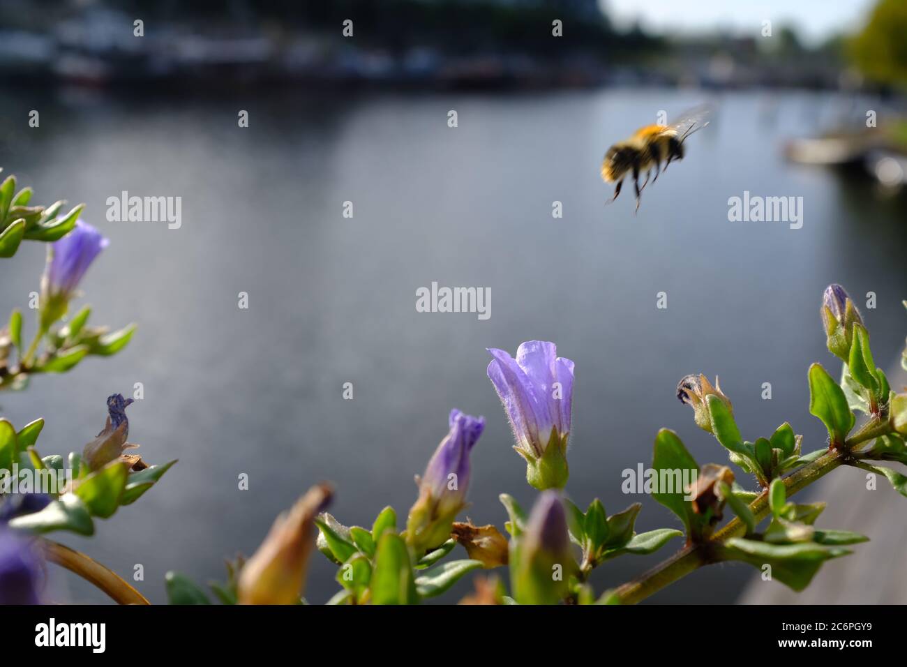 Une abeille emportant d'une fleur avec de l'eau en arrière-plan Banque D'Images