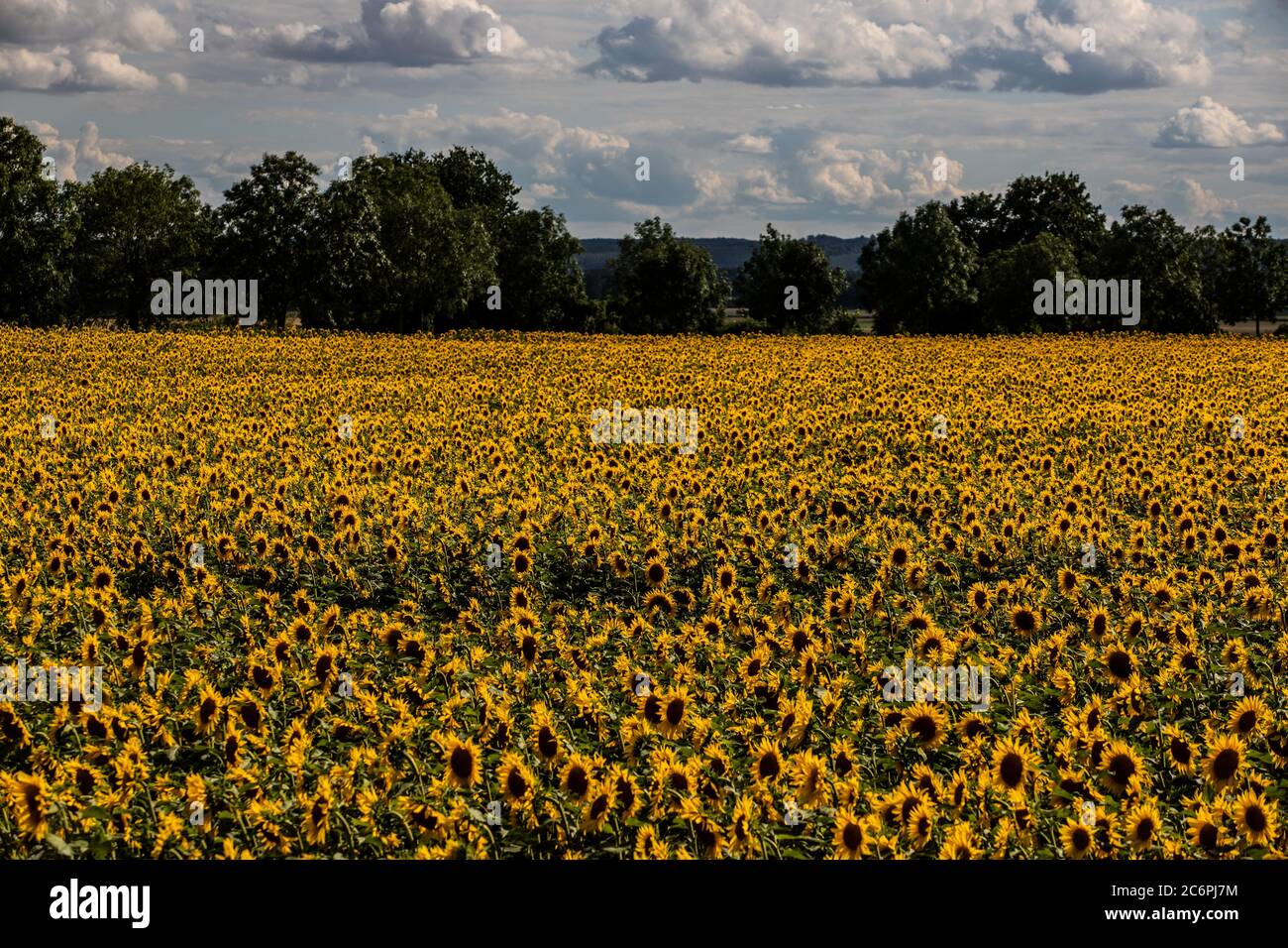 champ de tournesols avec nuages Banque D'Images