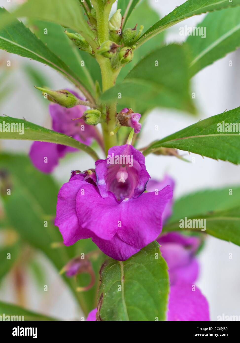 Balsam de jardin, Impatiens balsamina en fleur Photo Stock - Alamy