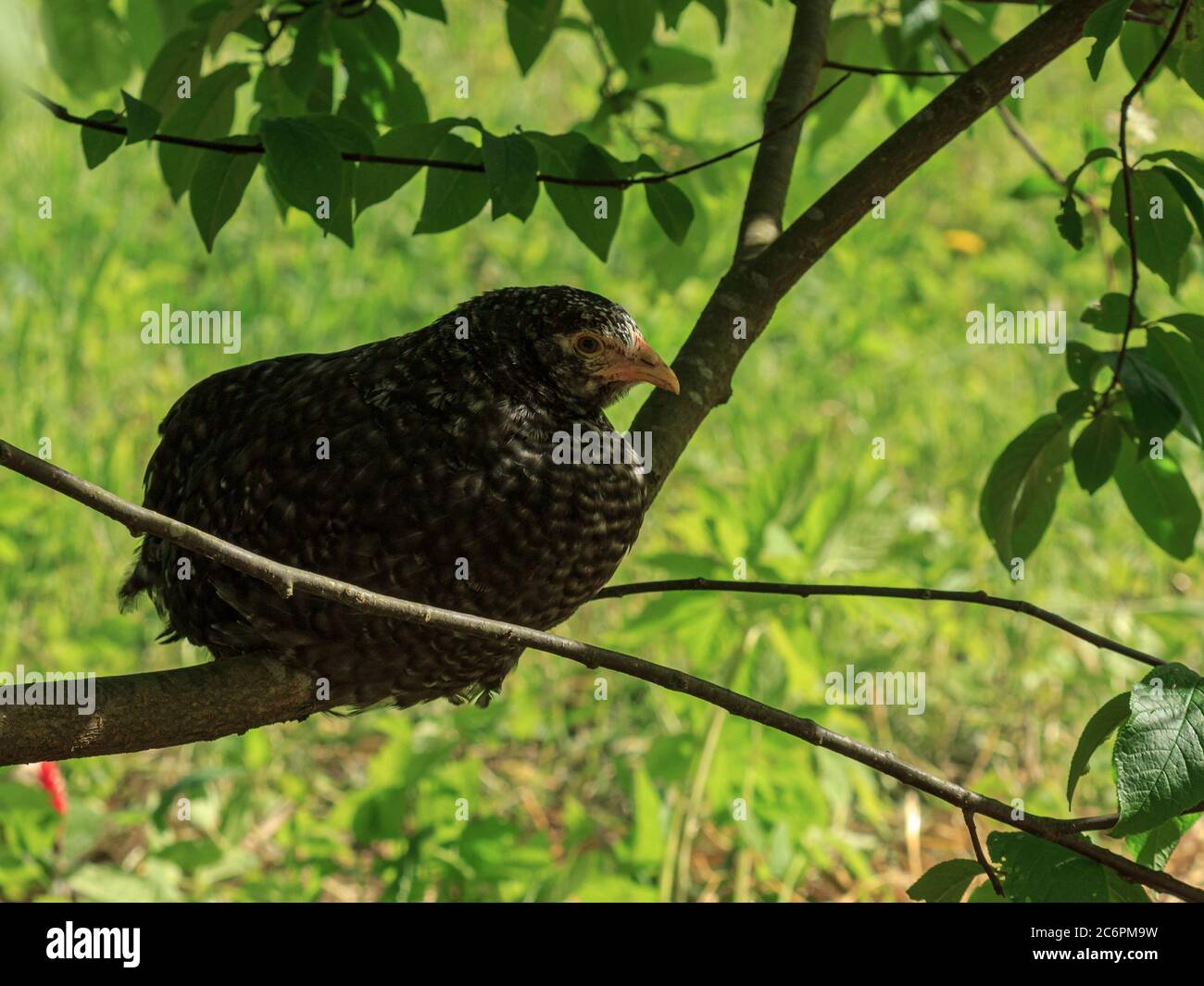 Poulet sauvage de ferme, oiseau noir varié, assis sur l'arbre Banque D'Images