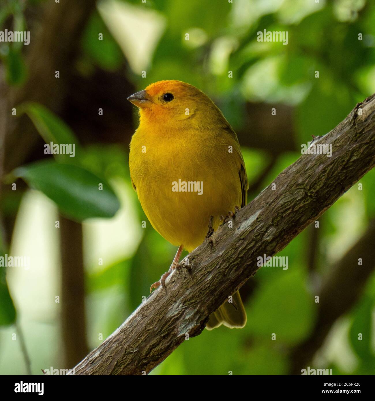 Canaris de l'Atlantique, un petit oiseau sauvage brésilien. Le canarien jaune Crithagra flaviventris est un petit oiseau de sérérine dans la famille finch. Banque D'Images