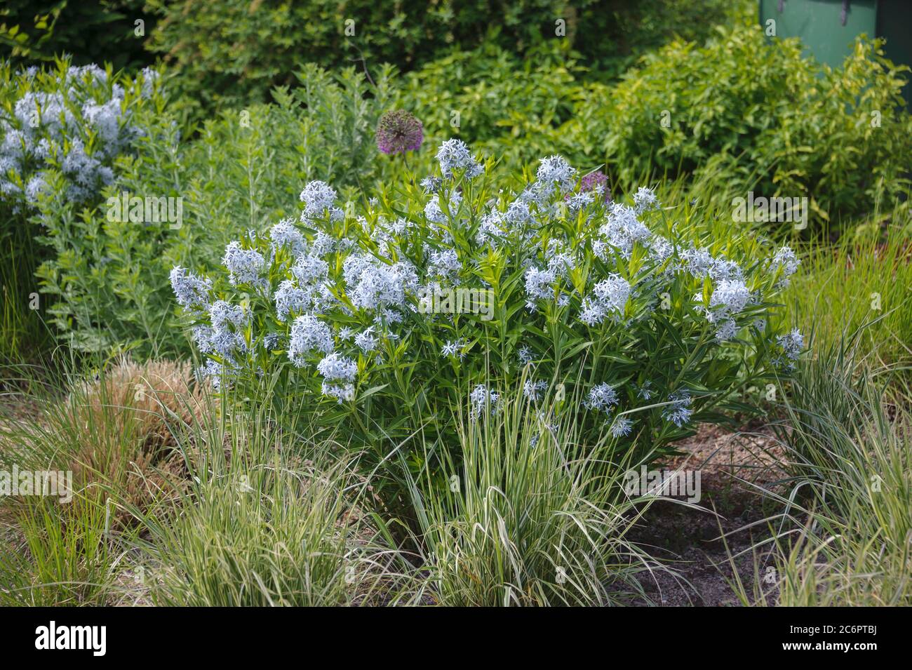 Blausternbusch Amsonia tabernaemontana, Blue Sternbusch Amsonia tabernaemontana Banque D'Images