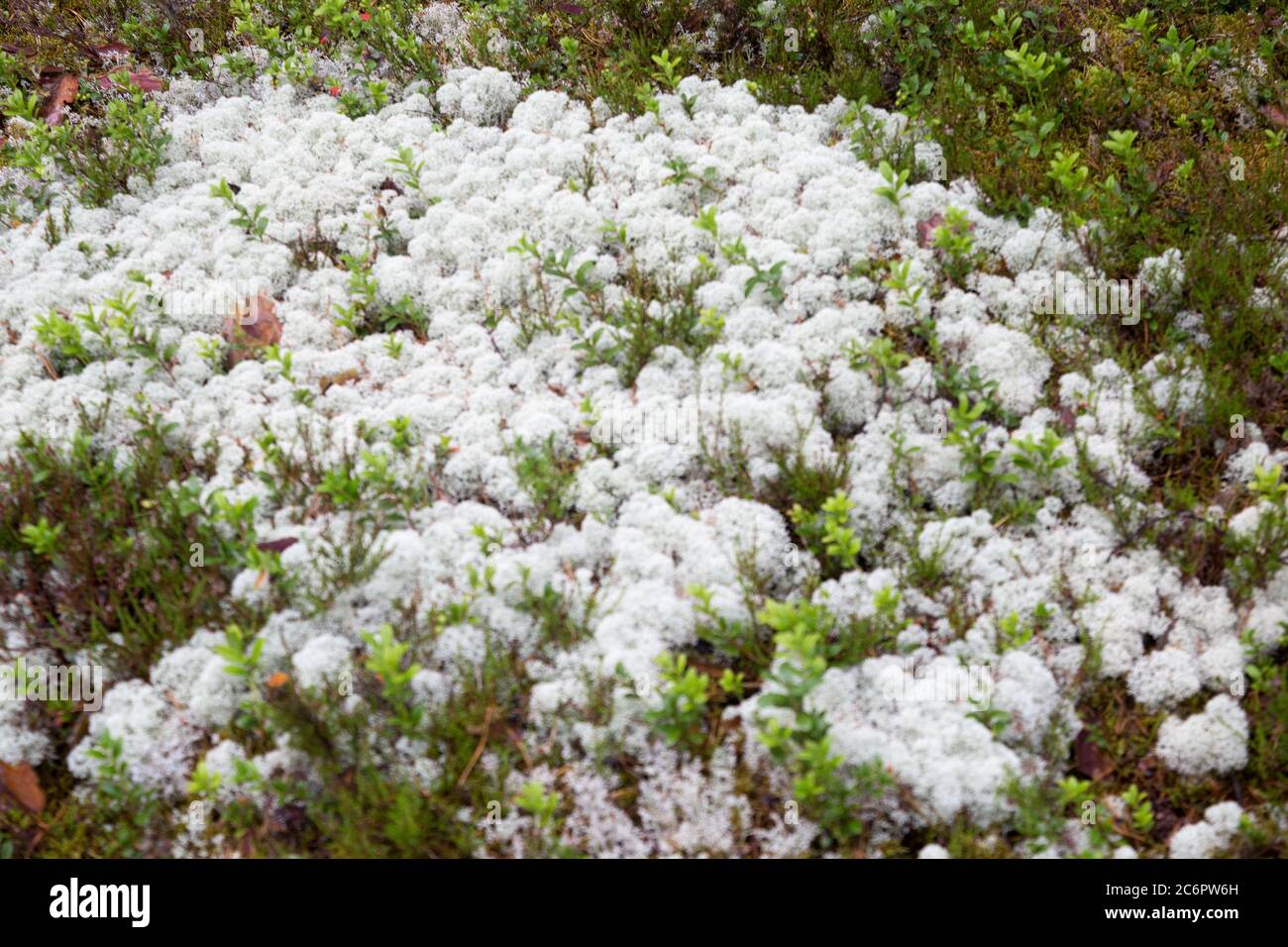 Mousse blanche dans la forêt, se concentrer sur le sol. Carélie Banque D'Images