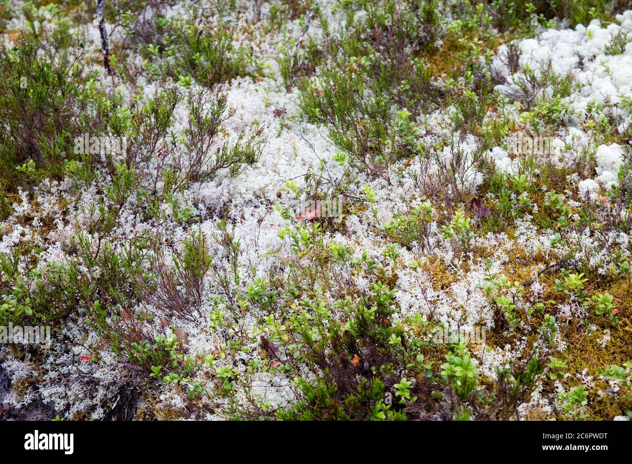 Mousse blanche dans la forêt, se concentrer sur le sol. Carélie Banque D'Images