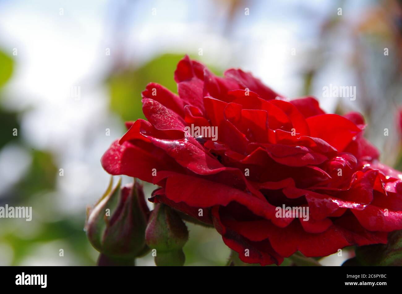 fleur rose Banque D'Images