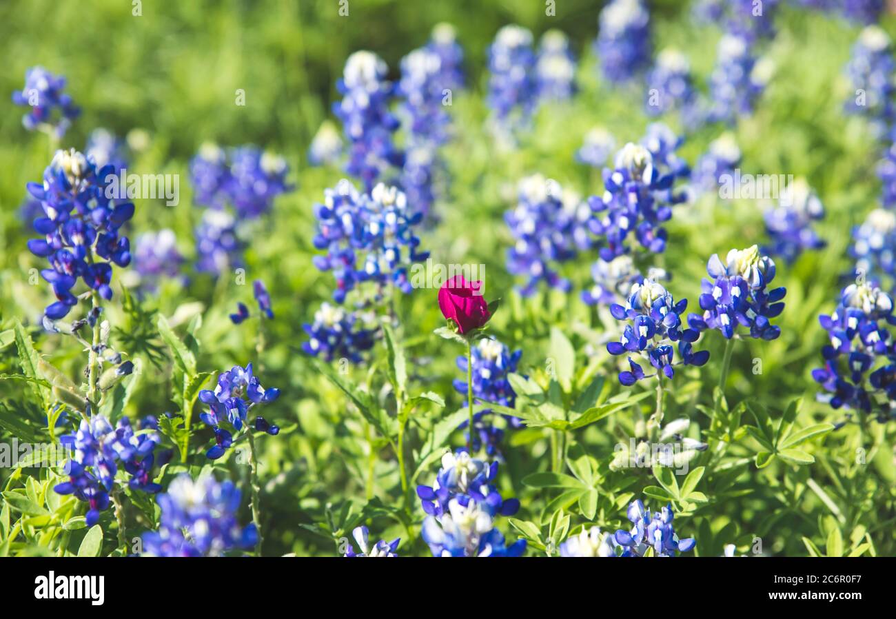 Gros plan d'une fleur sauvage de la coupe du vin de marron entourée de fleurs sauvages bleues du Texas Bluebonnet qui poussent ensemble. Banque D'Images