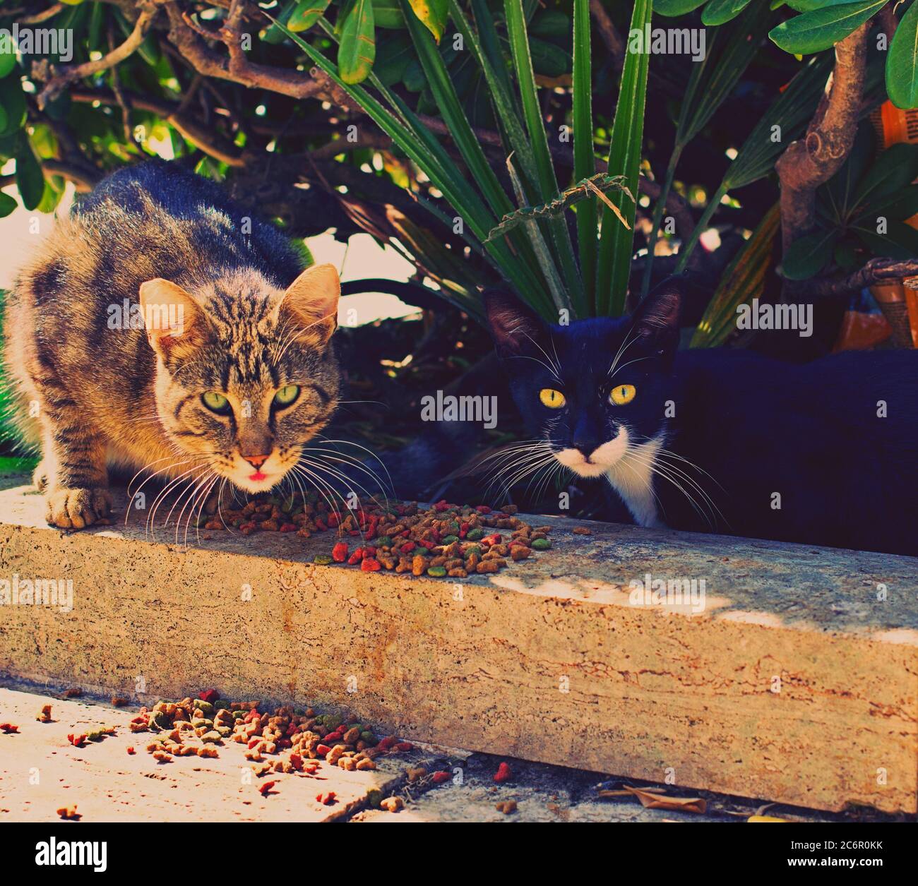 Deux chats sauvages abandonnés dans la rue Banque D'Images