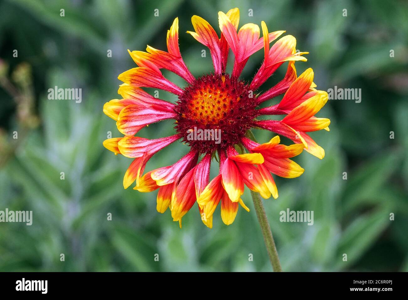 Couverture Fleur Gaillardia 'Torchlight' fleurs vives sur fond vert Banque D'Images