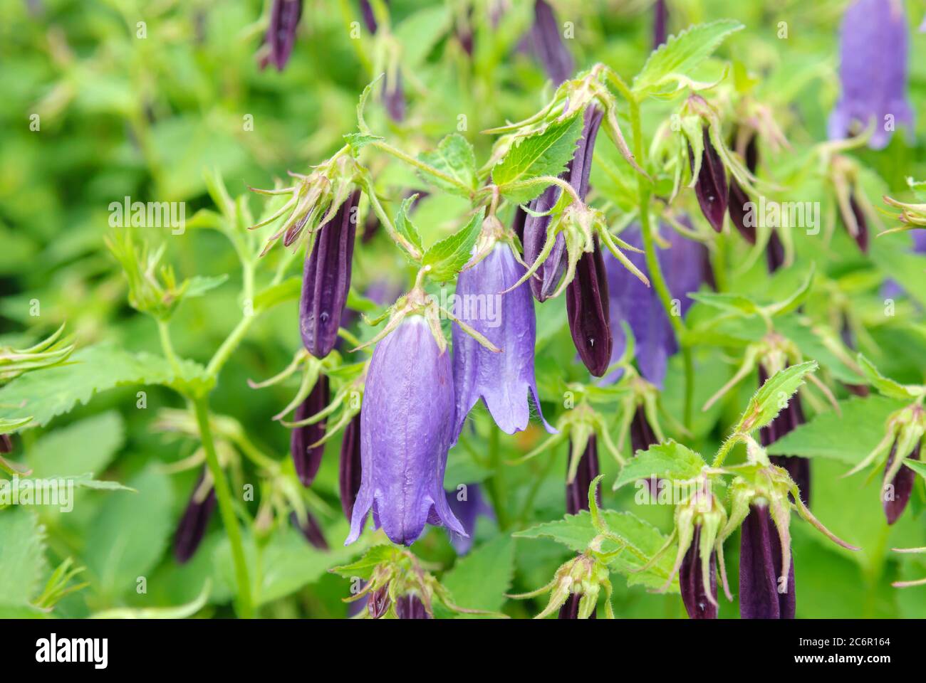 Riesenglockenblume, Riesenglockenblume Campanula punctata Sarastro, Bellflower géant, Bellflower géant Campanula punctata Sarastro Banque D'Images