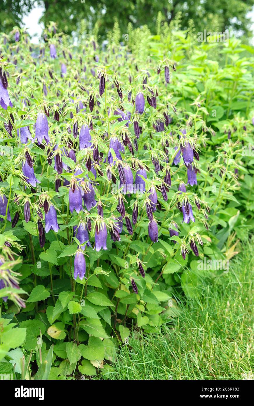 Riesenglockenblume Campanula punctata Sarastro, grower géant Campanula punctata Sarastro Banque D'Images
