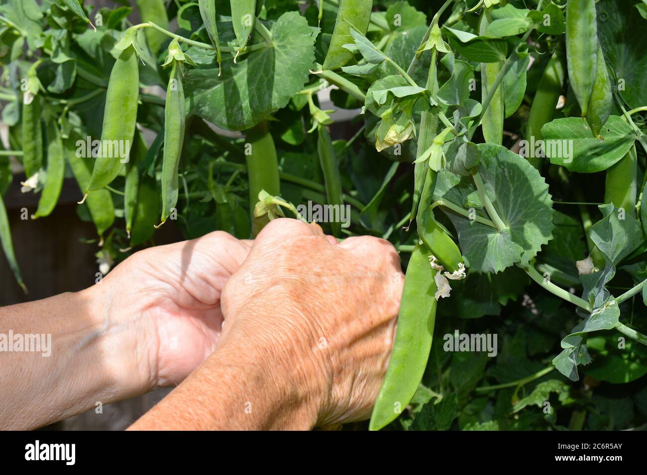 Le pois comestible est l'une des premières plantes cultivées est vert longue gousse lumineuse contient de petits fruits doux tendre si moissonné avant qu'ils n'atteignent la maturité Banque D'Images