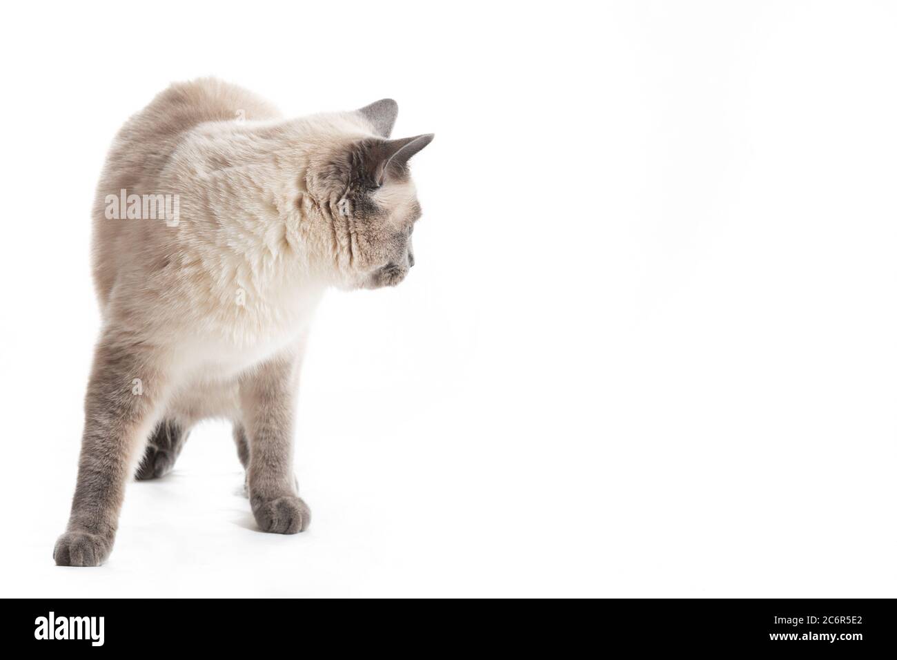Un chat thaïlandais regarde en arrière-plan blanc Banque D'Images