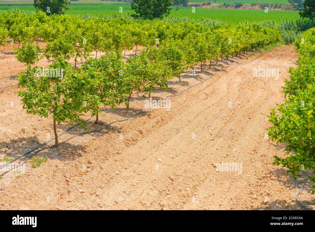 Des rangées d'orangers (Citrus Chinensis) poussant sur une ferme de plantation de fruits ou un verger biologique arrosé par système d'irrigation goutte à goutte dans Antalya chaude et sèche Banque D'Images