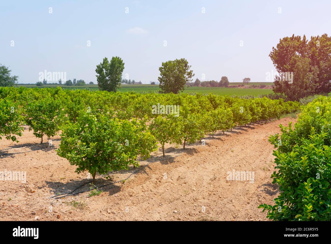 Des rangées d'orangers (Citrus Chinensis) poussant sur une ferme de plantation de fruits ou un verger biologique arrosé par système d'irrigation goutte à goutte dans Antalya chaude et sèche Banque D'Images