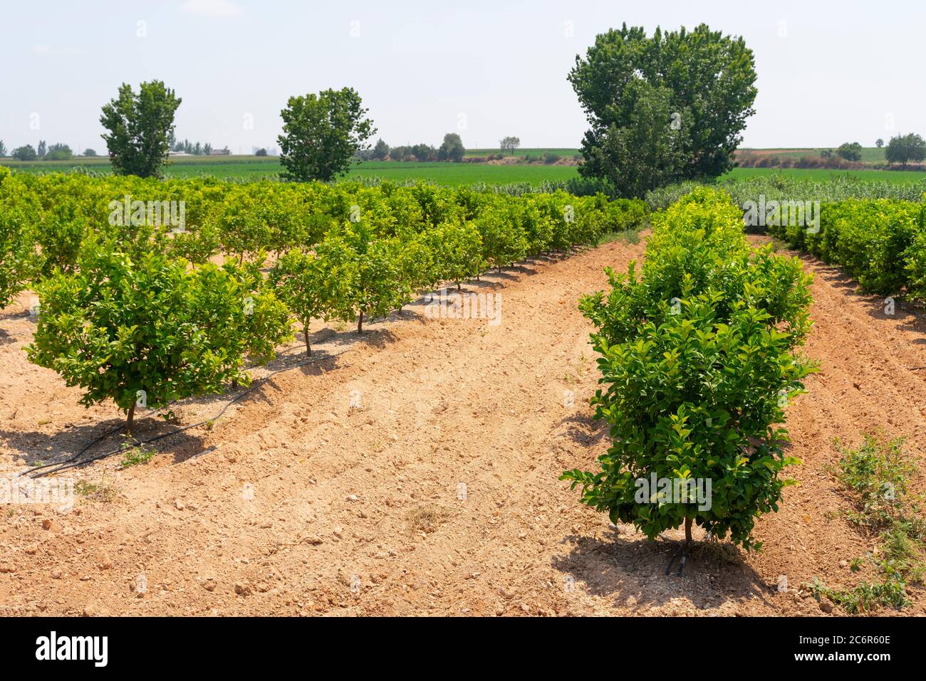 Des rangées d'orangers (Citrus Chinensis) poussant sur une ferme de plantation de fruits ou un verger biologique arrosé par système d'irrigation goutte à goutte dans Antalya chaude et sèche Banque D'Images