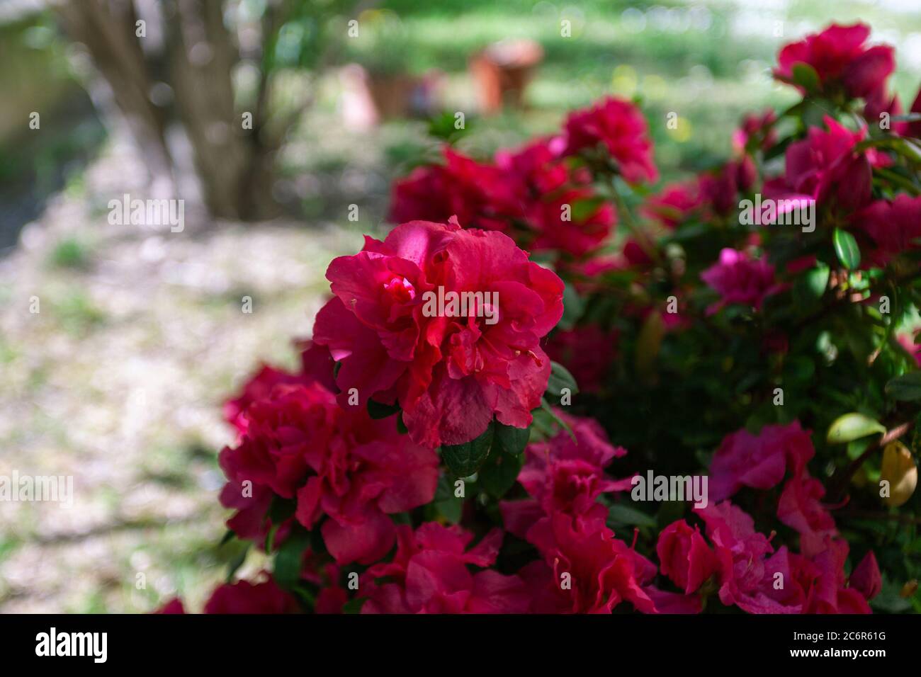 Gros plan de belles fleurs d'azalée rouge. Image dédiée à la floriculture et au jardinage Banque D'Images
