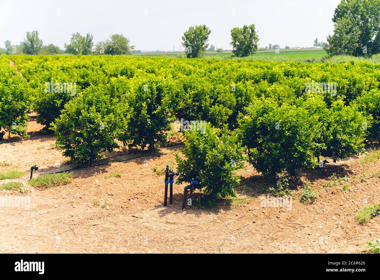 Des rangées d'orangers (Citrus Chinensis) poussant sur une ferme de plantation de fruits ou un verger biologique arrosé par système d'irrigation goutte à goutte dans Antalya chaude et sèche Banque D'Images
