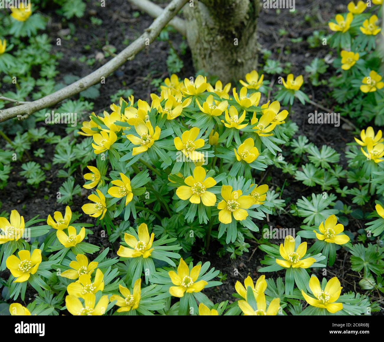 Eranthis hyemalis, Eranthis hyemalis Banque D'Images