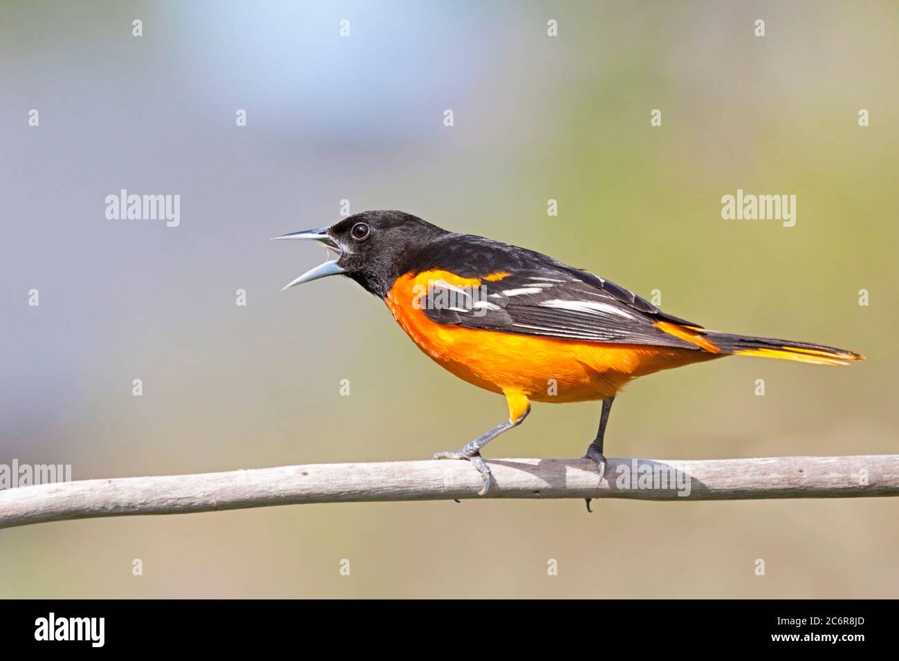 Avec son bec large ouvert, un oriole de baltimore émet un chant avec tout en étant perché sur une branche. Banque D'Images