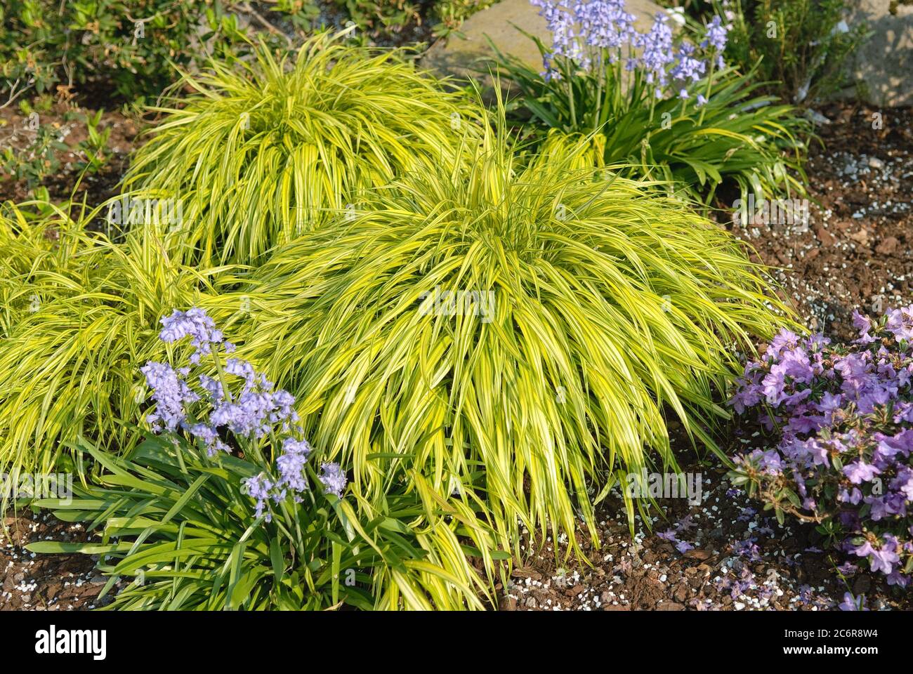 Japangras Hakonechloa matra Aureola, herbe japonaise Hakonechloa matra Aureola Banque D'Images