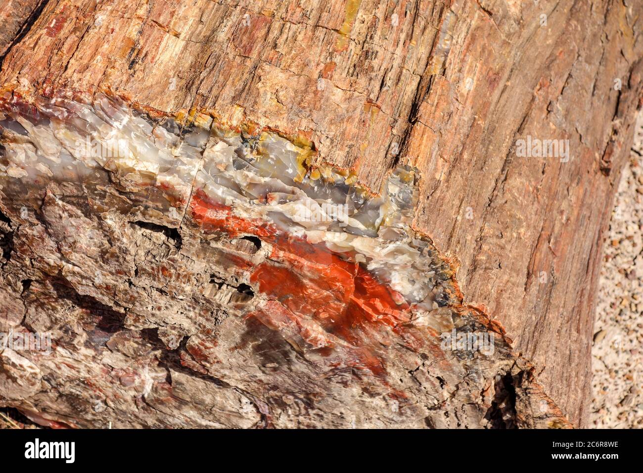 Bois pétrifié fossilisé dans le parc national de la forêt pétrifiée, en Arizona Banque D'Images