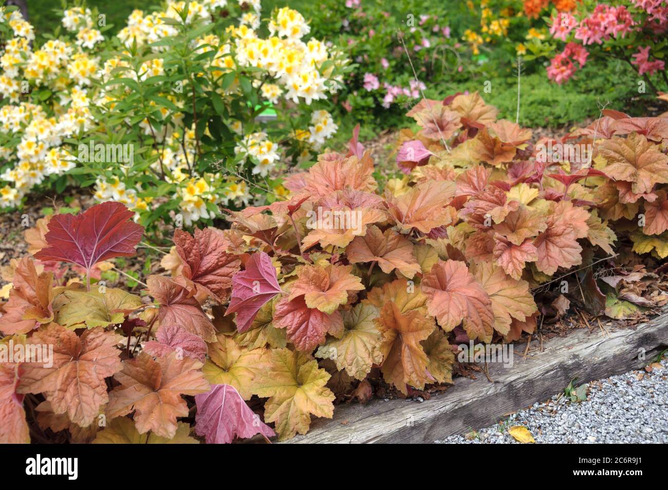 Purpurgloeckchen Heuchera Southern Comfort, Coral Bells Heuchera Southern Comfort Banque D'Images