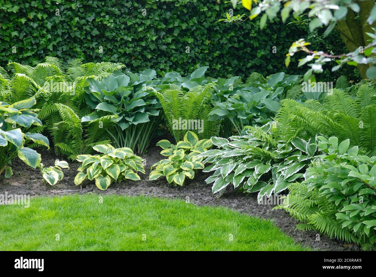 Schattengarten, Funkie Hosta undulata Albomarginata, Funkie Hosta Krossa Regal, Europaeischer Straussenfarn Matteuccia struthiopteris, jardin ombragé, Banque D'Images