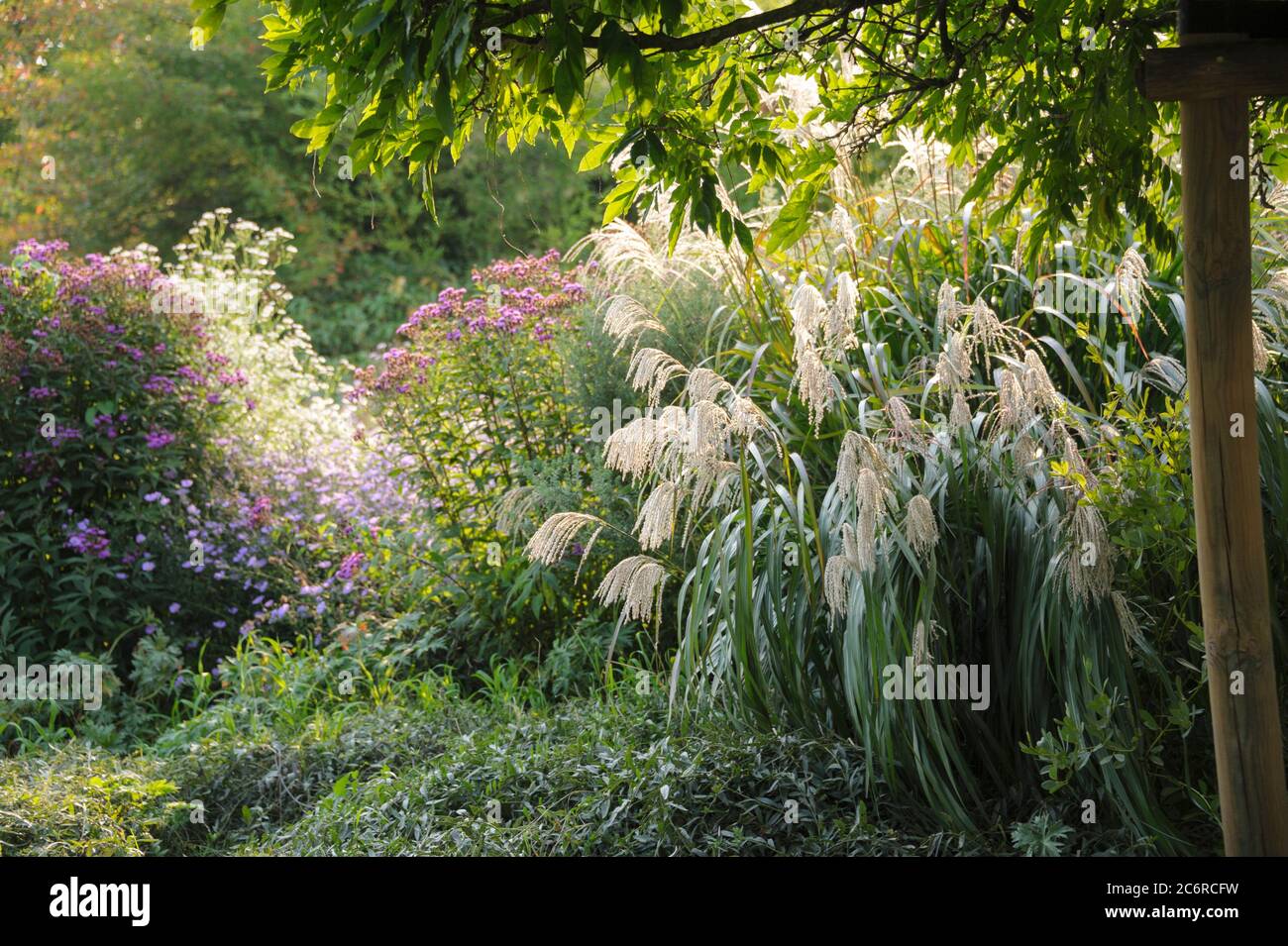 Chinaschilf Miscanthus sinensis Silberfeur, Miscanthus Miscanthus sinensis Silver Spring Banque D'Images