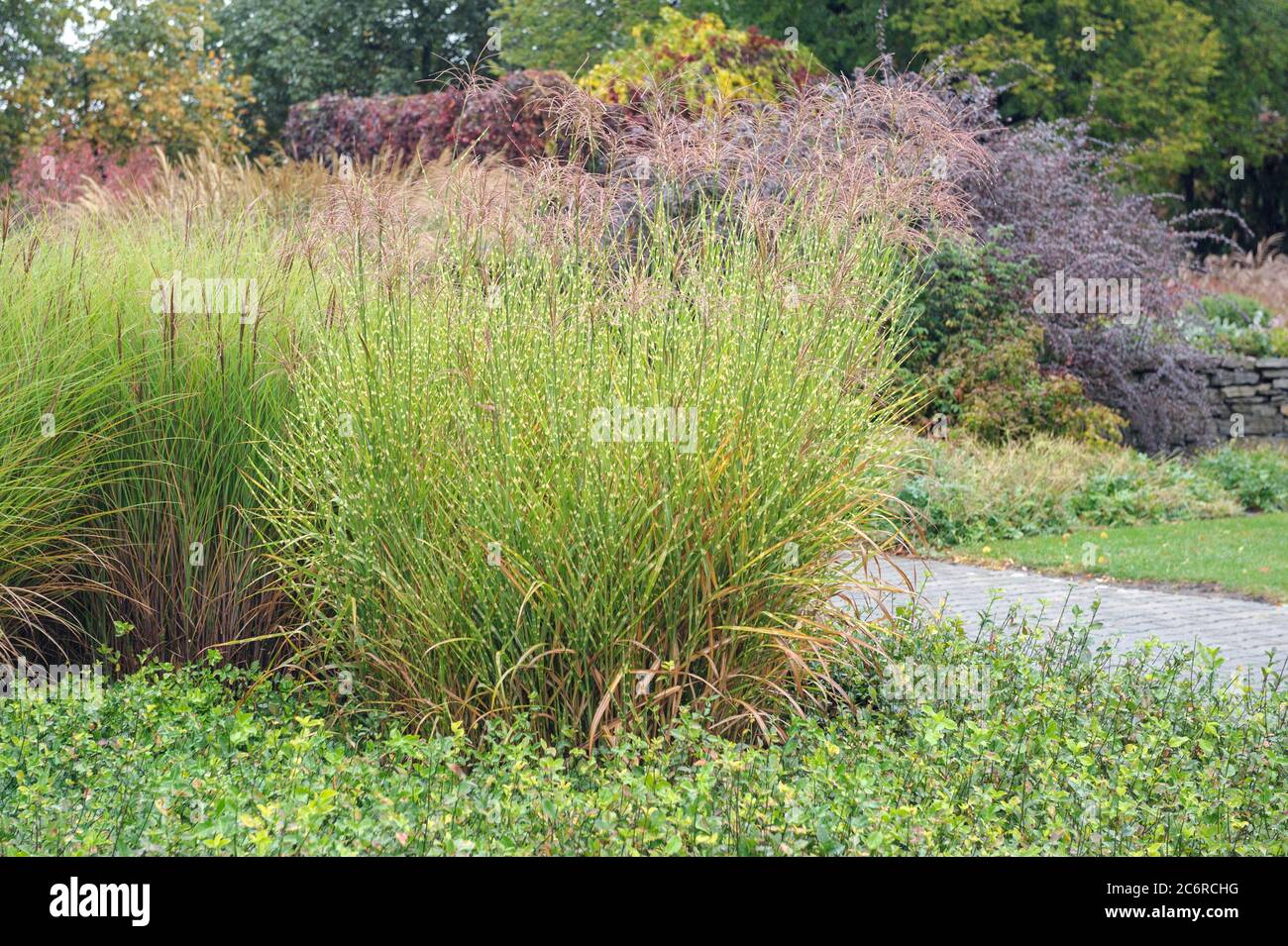 Graesergarten, Stachelschweingras Miscanthus sinensis Strictus, Chinaschilf Miscanthus sinensis Gracilimus, jardin de graminées, herbe de porc Miscanth Banque D'Images